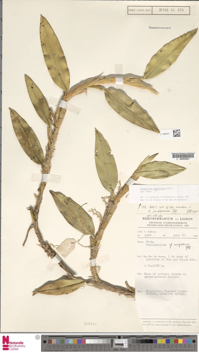 Bulbophyllum xanthochlamys