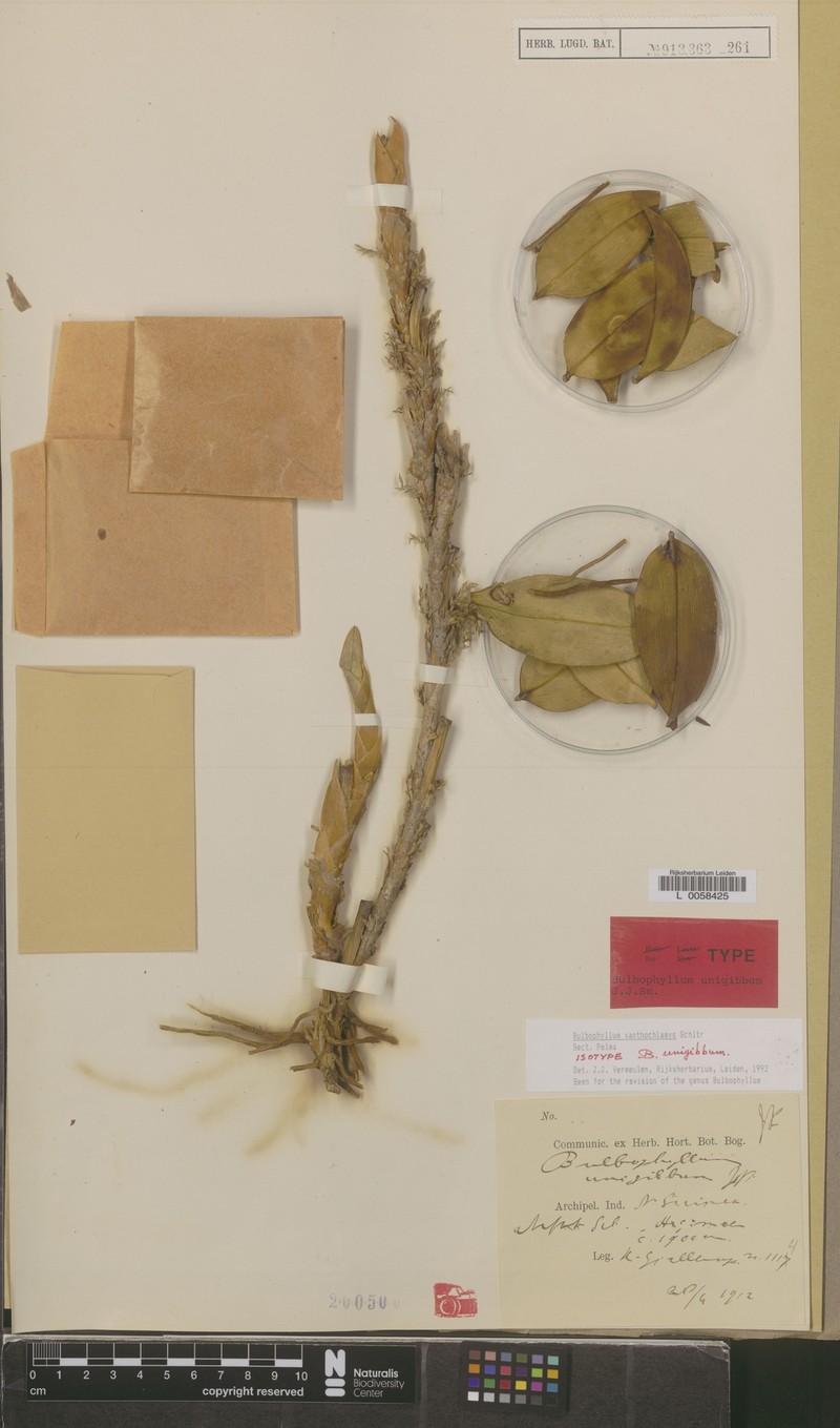 Bulbophyllum xanthochlamys photo 2