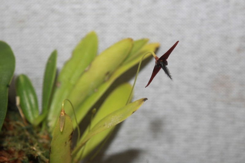 Bulbophyllum xanthotes