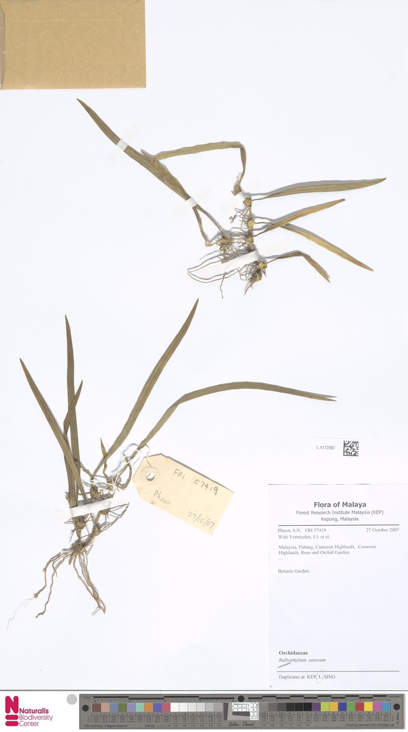 Bulbophyllum xenosum