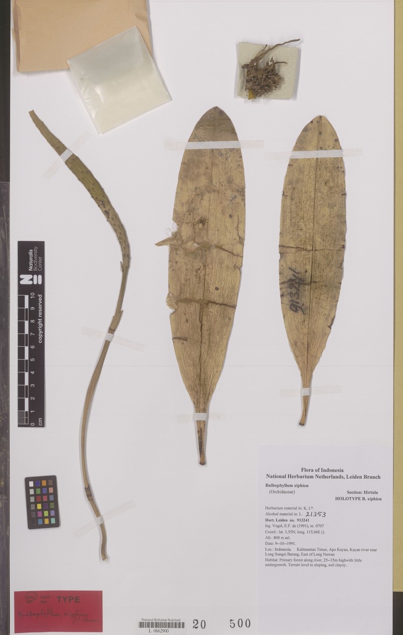 Bulbophyllum xiphion