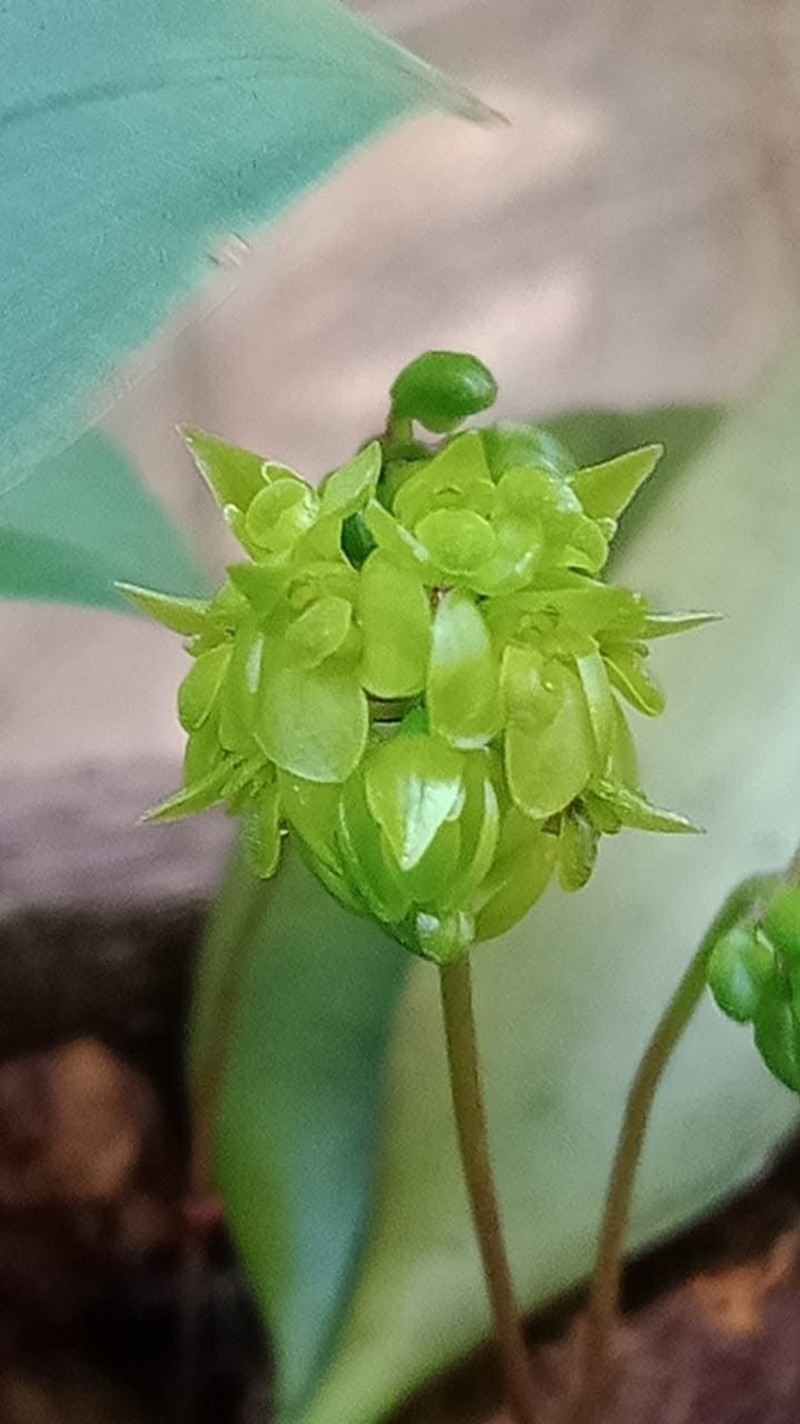Bulbophyllum xylophyllum