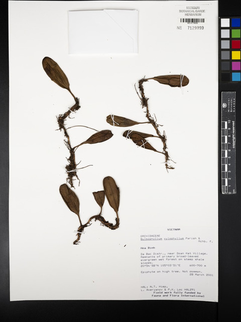 Bulbophyllum xylophyllum photo 5