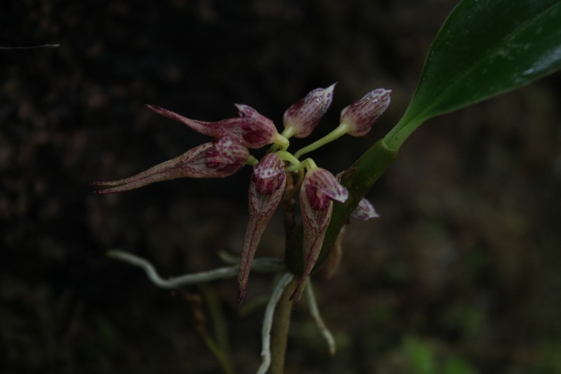 Bulbophyllum yoksunense