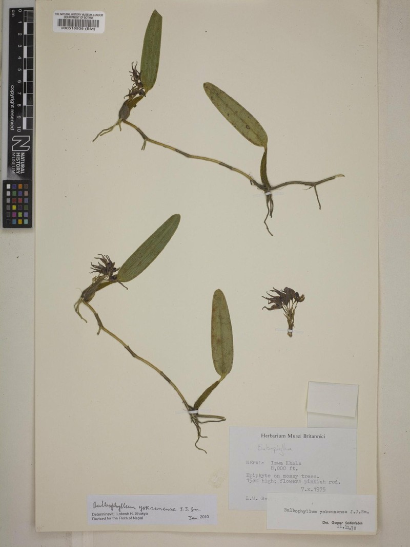 Bulbophyllum yoksunense photo 2