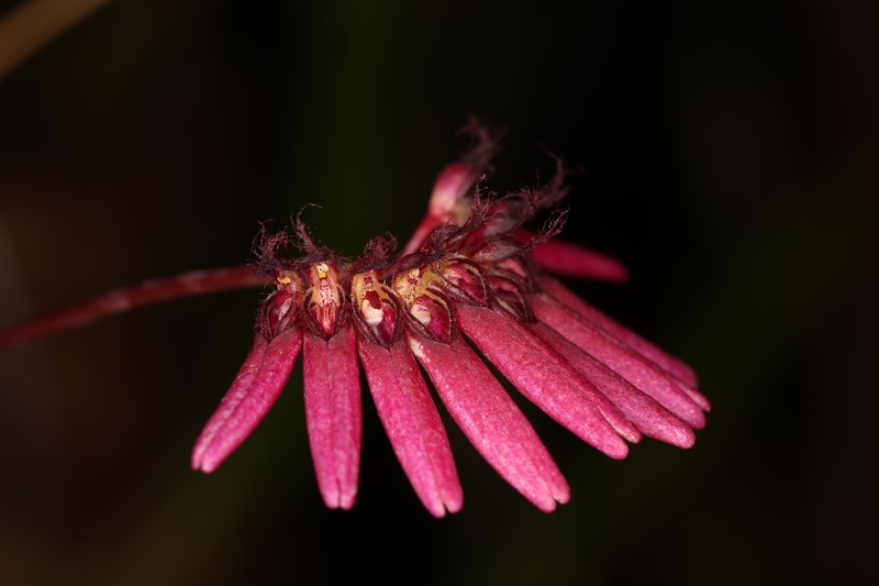 Bulbophyllum zamboangense