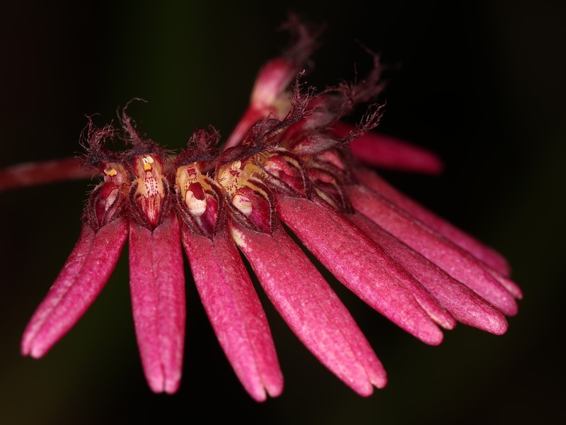 Bulbophyllum zamboangense photo 2