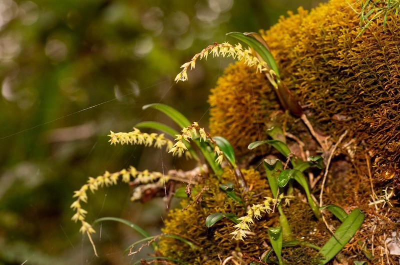 Bulbophyllum zaratananae
