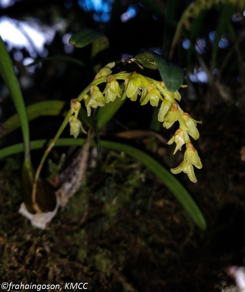 Bulbophyllum zaratananae photo 2