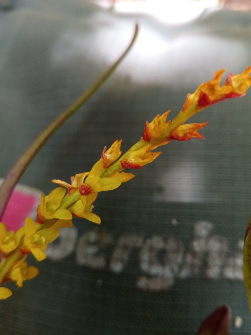 Bulbophyllum zaratananae photo 3