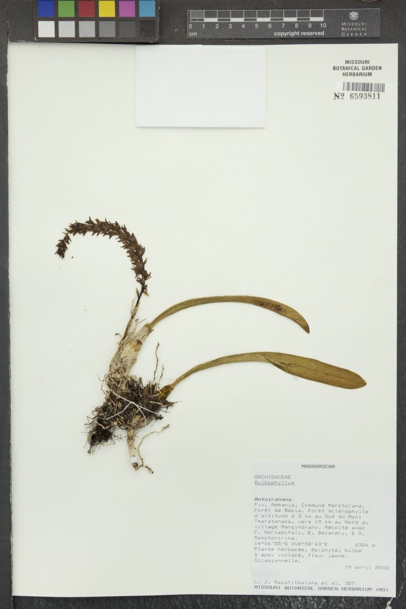 Bulbophyllum zaratananae photo 6