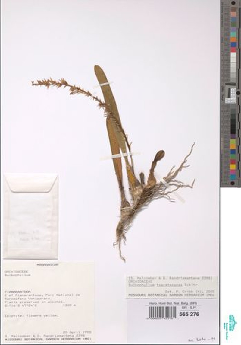 Bulbophyllum zaratananae photo 7