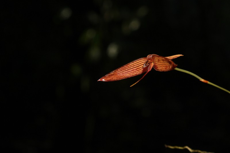 Bulbophyllum zebrinum
