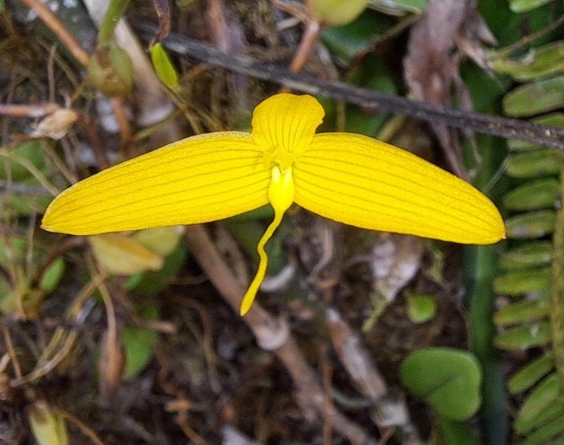 Bulbophyllum zebrinum photo 2