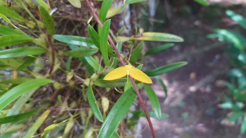 Bulbophyllum zebrinum photo 3