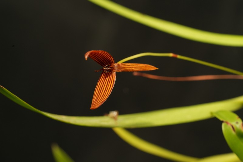 Bulbophyllum zebrinum photo 4