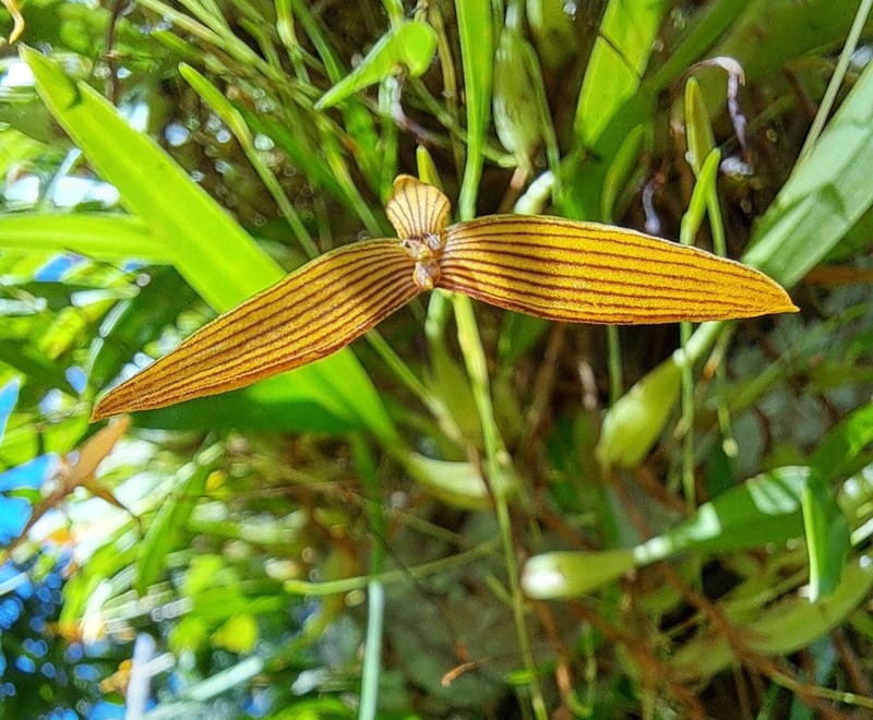 Bulbophyllum zebrinum photo 5
