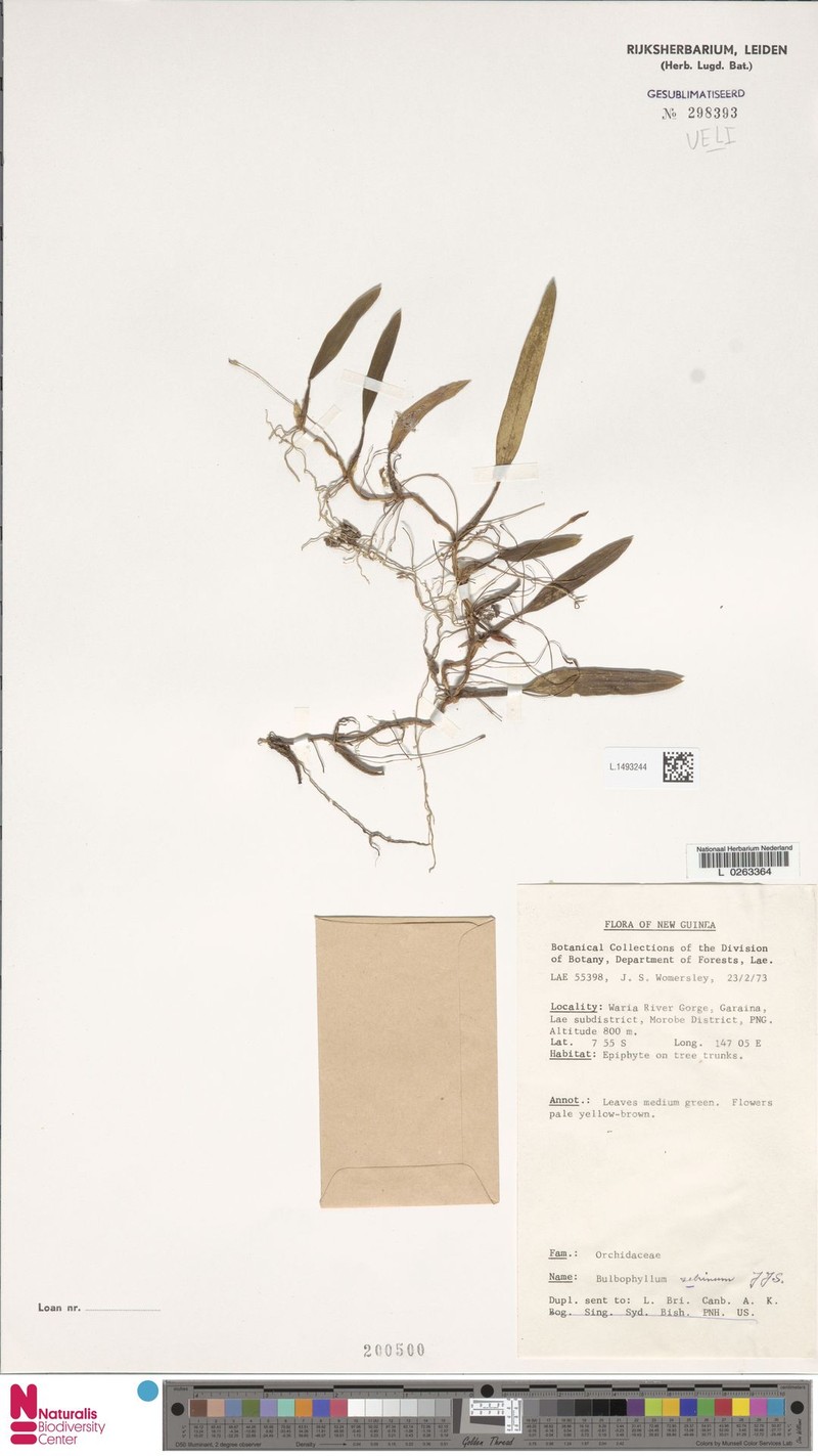 Bulbophyllum zebrinum photo 8