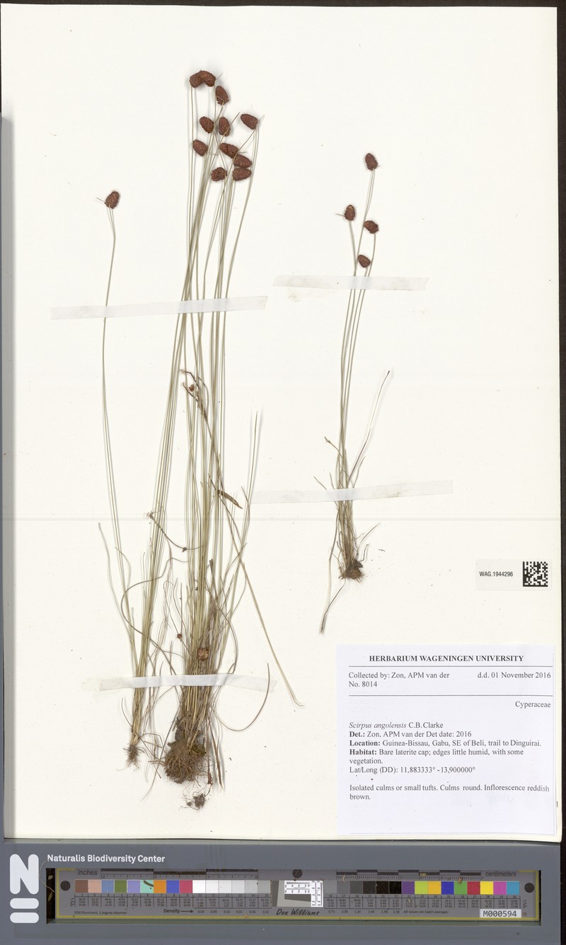 Bulbostylis angolensis