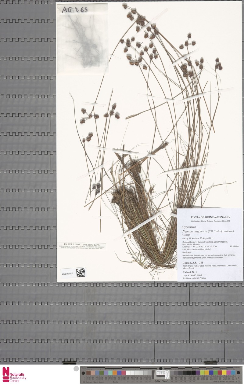 Bulbostylis angolensis photo 2