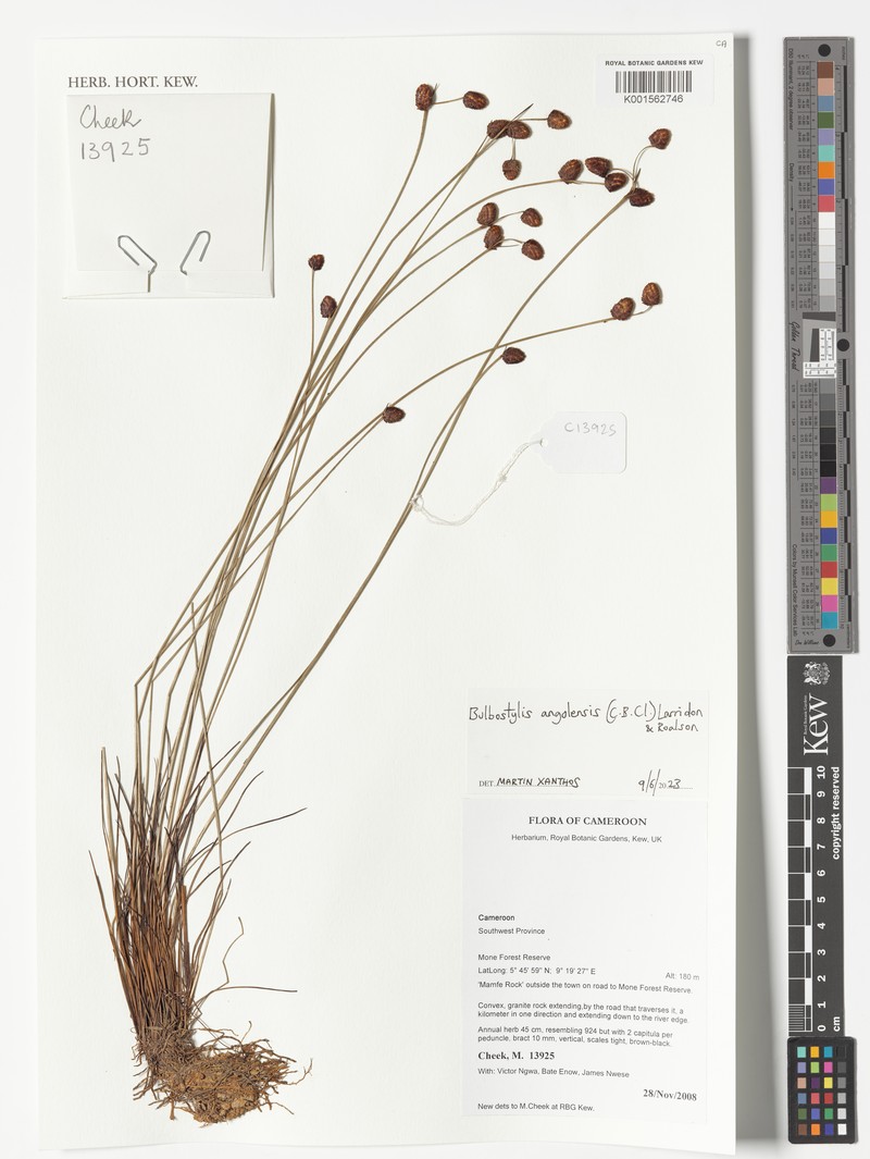 Bulbostylis angolensis photo 3