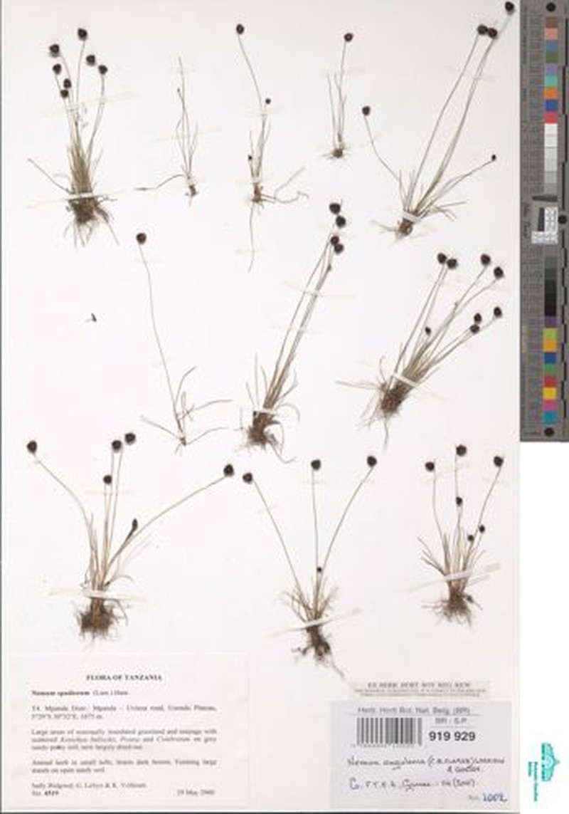 Bulbostylis angolensis photo 4