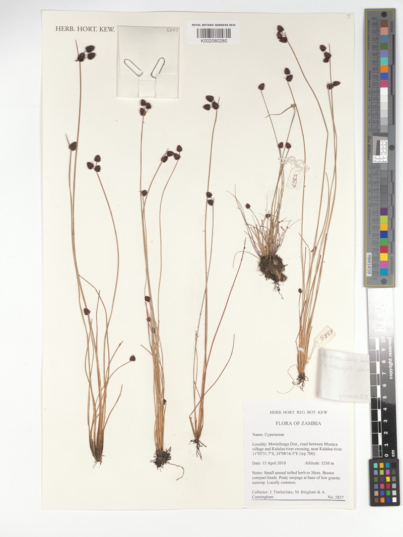 Bulbostylis atracuminata
