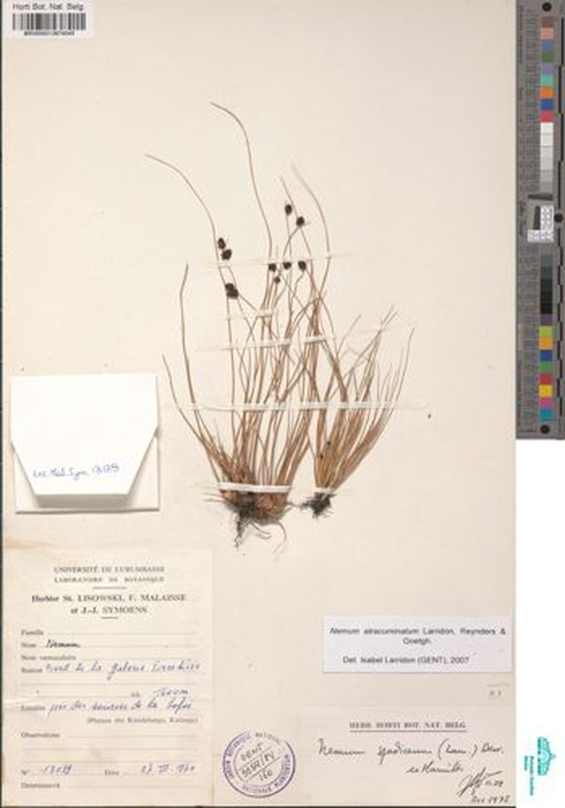 Bulbostylis atracuminata photo 2