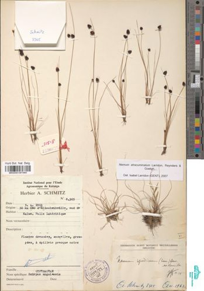 Bulbostylis atracuminata photo 3