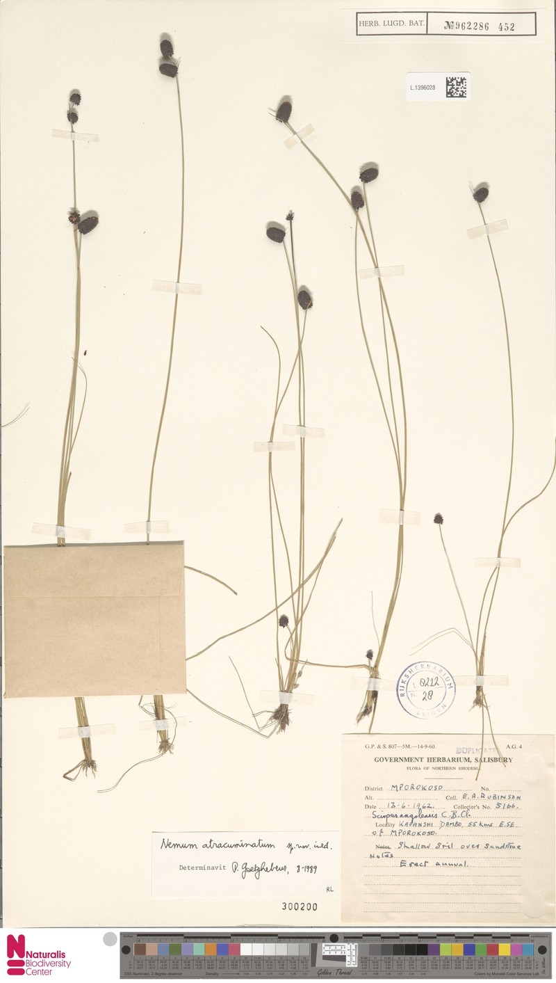 Bulbostylis atracuminata photo 4