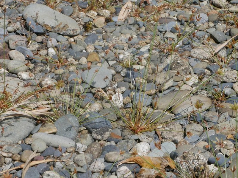 Watergrass photo 3