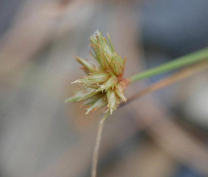 Watergrass photo 4