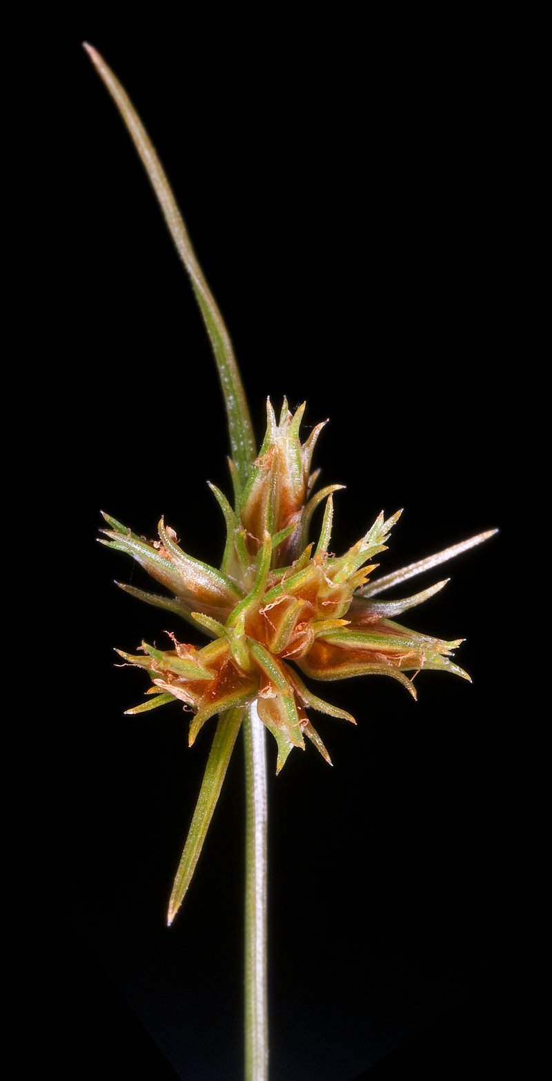 Watergrass
