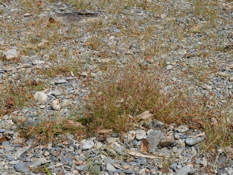 Watergrass photo 5