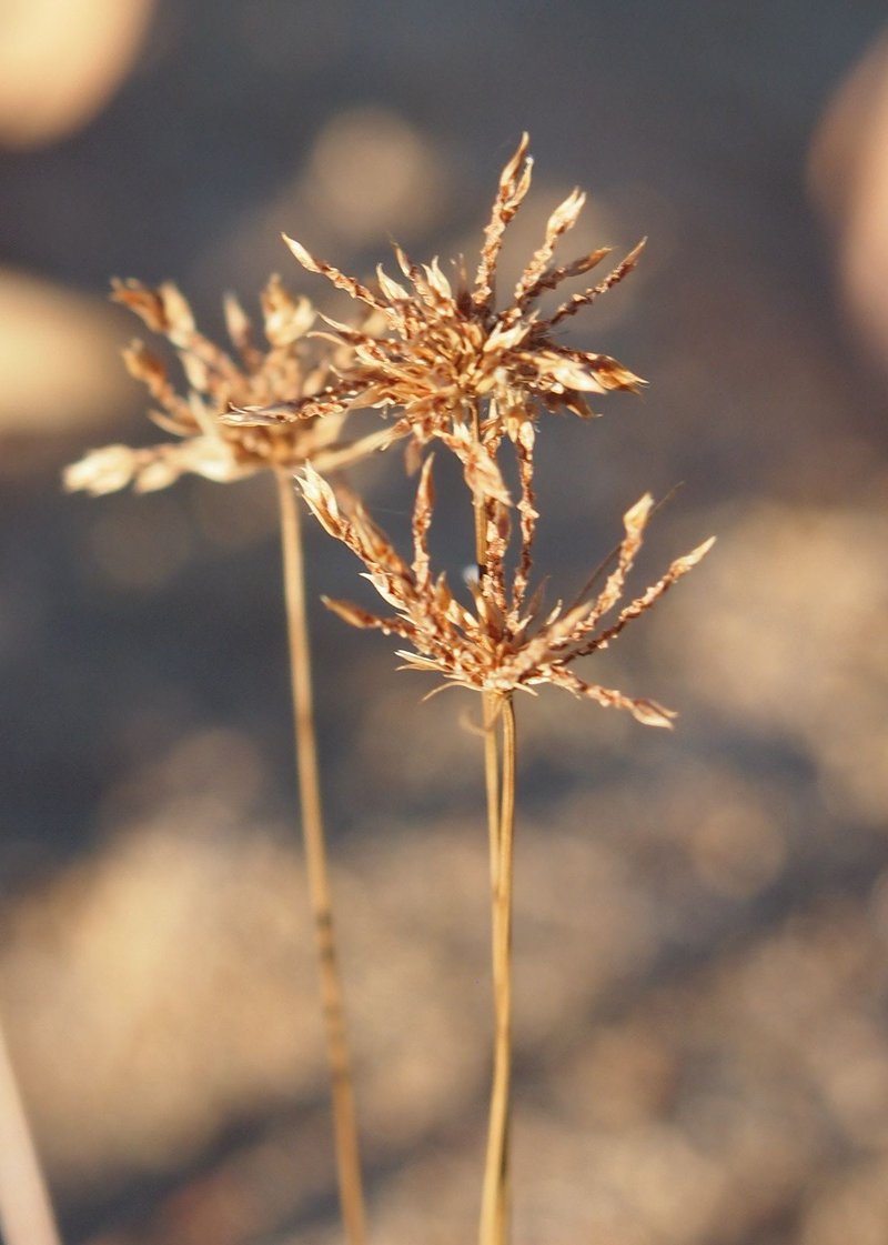 Watergrass photo 6