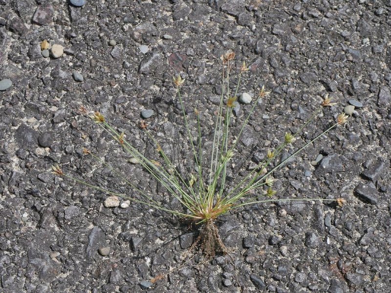 Watergrass photo 7
