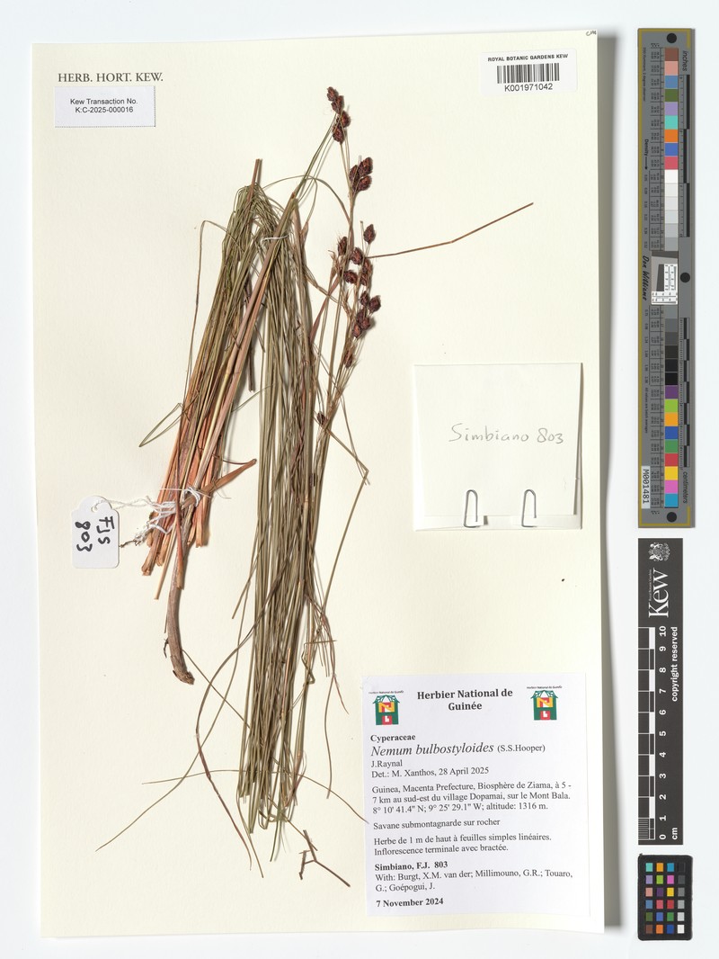 Bulbostylis bulbostyloides