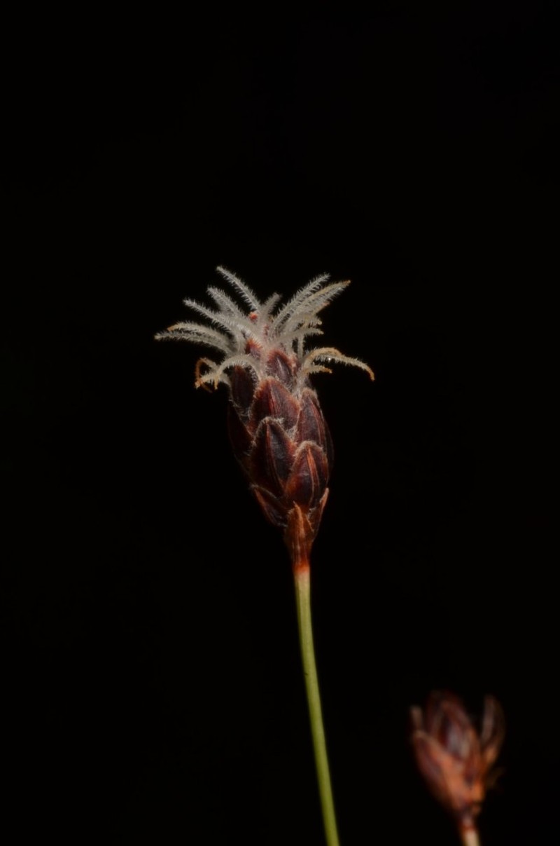 Bulbostylis bulbostyloides photo 2
