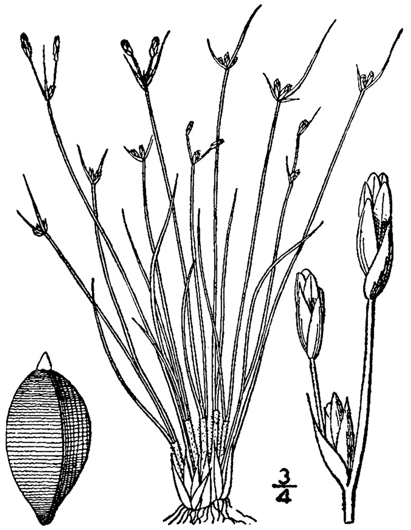Densetuft Hairsedge