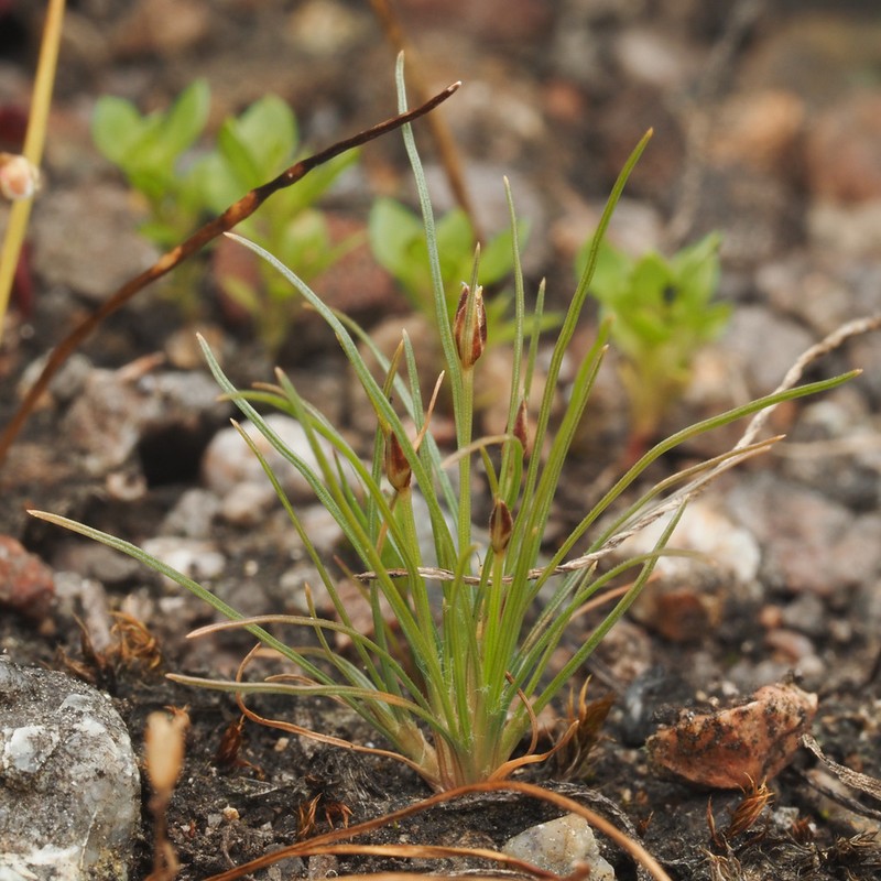 Densetuft Hairsedge photo 2