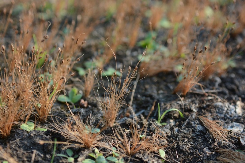 Densetuft Hairsedge photo 3