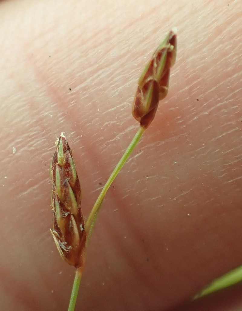 Densetuft Hairsedge photo 4