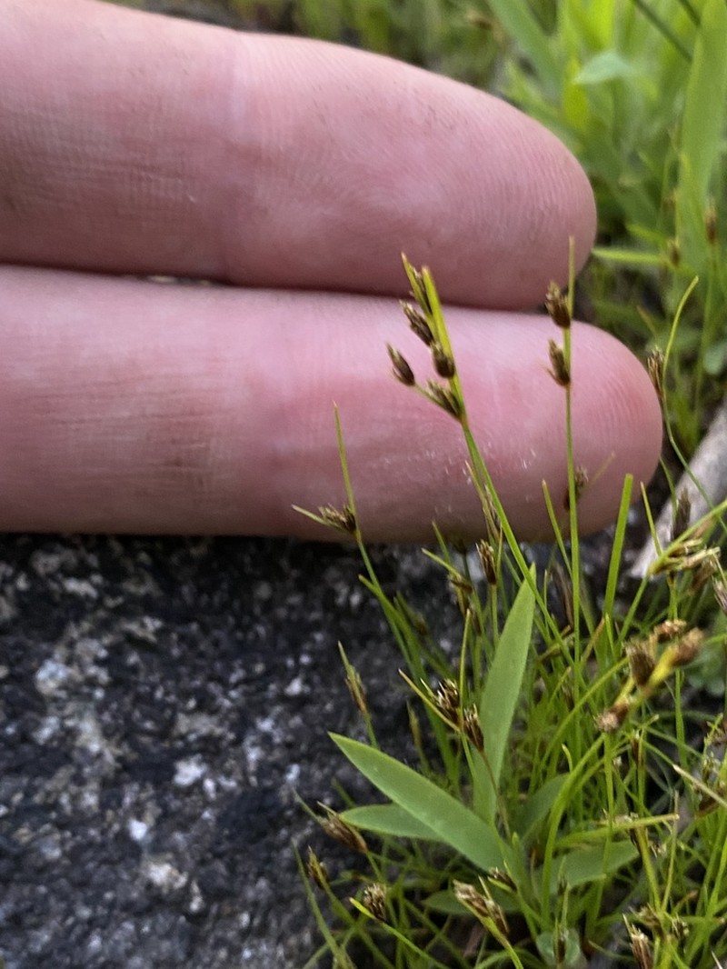 Densetuft Hairsedge photo 5