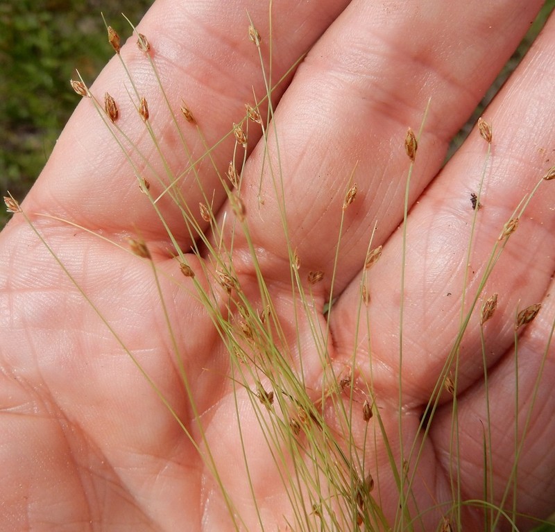 Densetuft Hairsedge photo 6