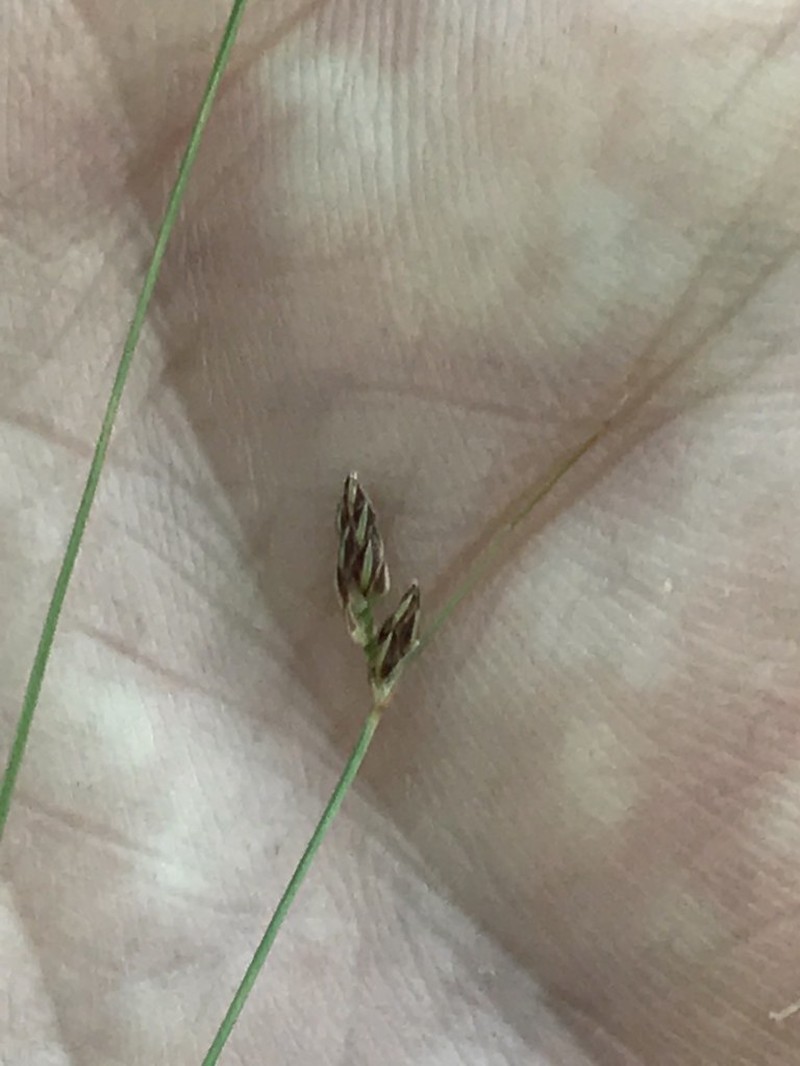 Densetuft Hairsedge photo 7