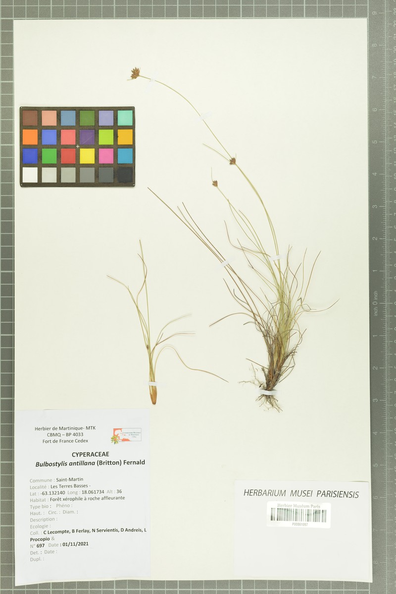 Densetuft Hairsedge
