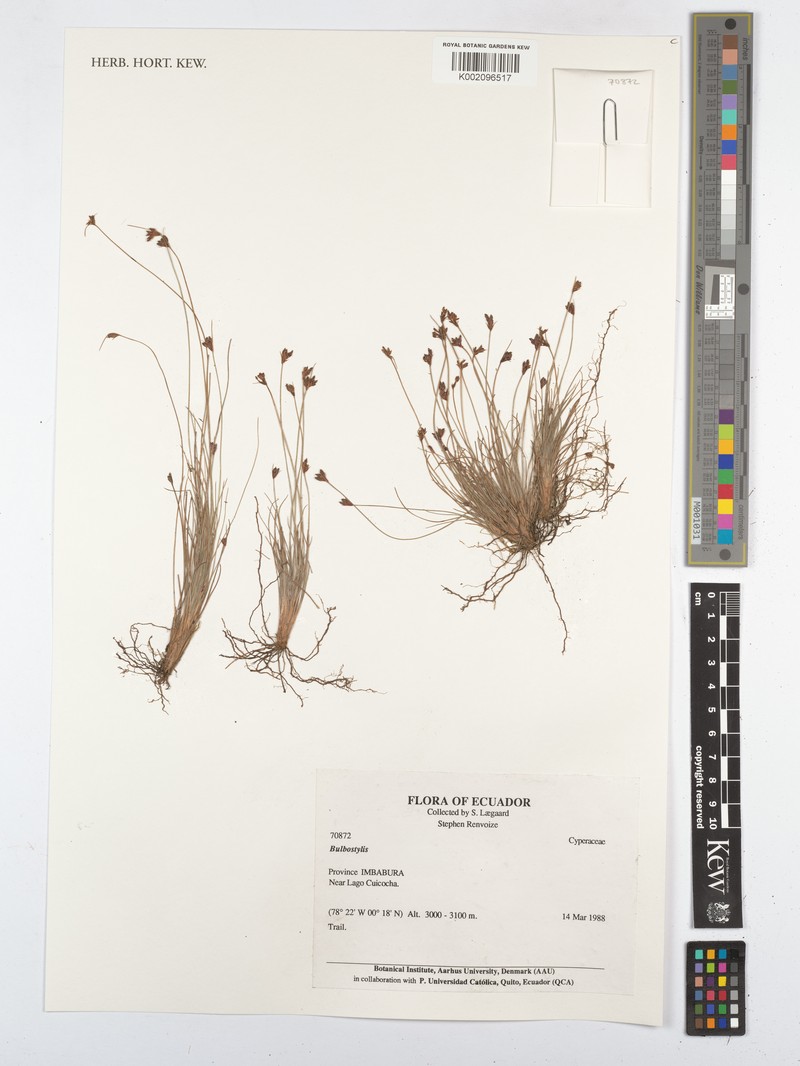 Densetuft Hairsedge photo 2
