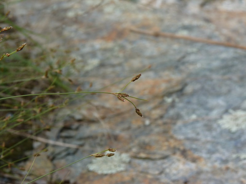 Bulbostylis capillaris subsp. capillaris