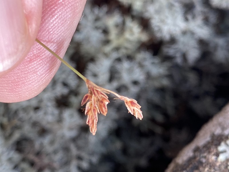 Bulbostylis capillaris subsp. capillaris photo 2