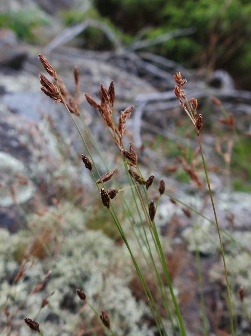 Bulbostylis capillaris subsp. capillaris photo 3